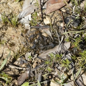 Nostoc sp. (genus) at Illilanga & Baroona - 11 Oct 2021