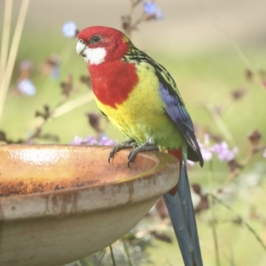 Platycercus eximius at Higgins, ACT - 27 Apr 2023