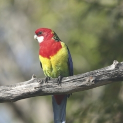 Platycercus eximius at Higgins, ACT - 27 Apr 2023