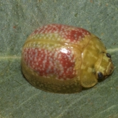 Paropsisterna fastidiosa (Eucalyptus leaf beetle) at Kambah, ACT - 2 Mar 2023 by AlisonMilton