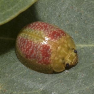 Paropsisterna fastidiosa at Kambah, ACT - 3 Mar 2023