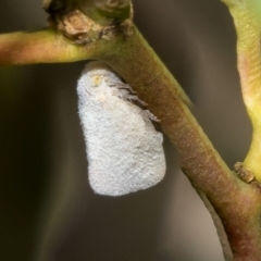 Anzora unicolor (Grey Planthopper) at Kambah, ACT - 3 Mar 2023 by AlisonMilton