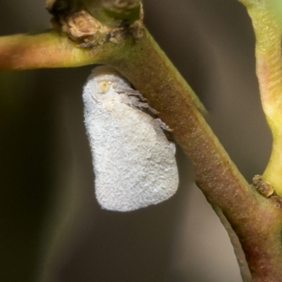 Anzora unicolor (Grey Planthopper) at Kambah, ACT - 3 Mar 2023 by AlisonMilton