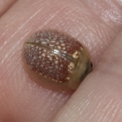 Paropsisterna decolorata (A Eucalyptus leaf beetle) at Kambah, ACT - 3 Mar 2023 by AlisonMilton