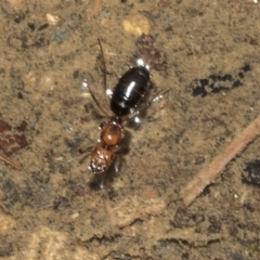 Camponotus sp. (genus) (A sugar ant) at Pialligo, ACT - 26 Mar 2023 by AlisonMilton