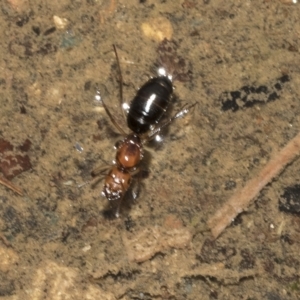 Camponotus sp. (genus) at Pialligo, ACT - 26 Mar 2023