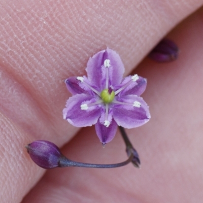 Arthropodium minus (Small Vanilla Lily) at Illilanga & Baroona - 11 Oct 2021 by Illilanga