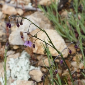 Arthropodium minus at Michelago, NSW - 11 Oct 2021