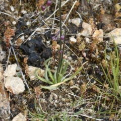 Arthropodium minus at Michelago, NSW - 11 Oct 2021