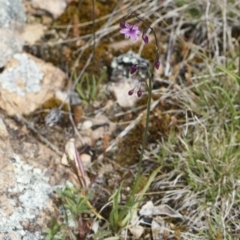 Arthropodium minus at Michelago, NSW - 11 Oct 2021