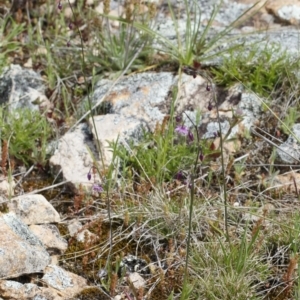 Arthropodium minus at Michelago, NSW - 11 Oct 2021