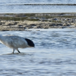 Threskiornis molucca at Mallacoota, VIC - 24 Apr 2023