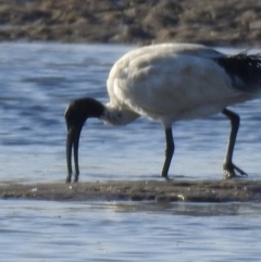 Threskiornis molucca at Mallacoota, VIC - 24 Apr 2023 04:14 PM
