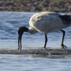 Threskiornis molucca at Mallacoota, VIC - 24 Apr 2023