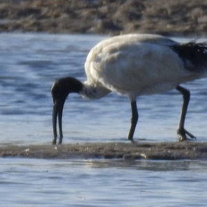 Threskiornis molucca at Mallacoota, VIC - 24 Apr 2023