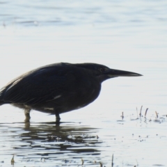 Butorides striata (Striated Heron) at Mallacoota, VIC - 24 Apr 2023 by GlossyGal