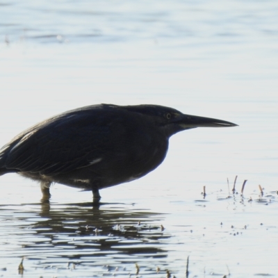 Butorides striata (Striated Heron) at Mallacoota, VIC - 25 Apr 2023 by GlossyGal