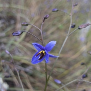 Dianella revoluta var. revoluta at Michelago, NSW - 21 Nov 2021