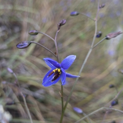 Dianella revoluta var. revoluta (Black-Anther Flax Lily) at Michelago, NSW - 21 Nov 2021 by Illilanga