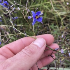 Dianella revoluta var. revoluta at Michelago, NSW - 21 Nov 2021