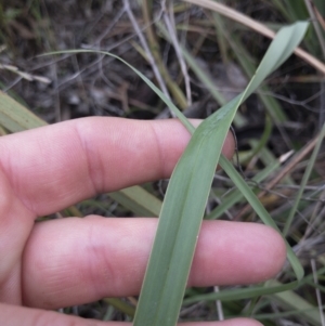 Dianella revoluta var. revoluta at Michelago, NSW - 21 Nov 2021