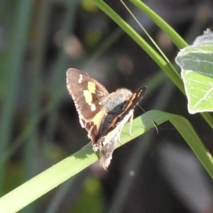 Hesperilla idothea at Mallacoota, VIC - 25 Apr 2023