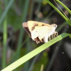 Hesperilla idothea at Mallacoota, VIC - 25 Apr 2023 12:43 PM