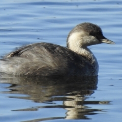 Poliocephalus poliocephalus (Hoary headed Grebe) at Mallacoota, VIC - 26 Apr 2023 by GlossyGal