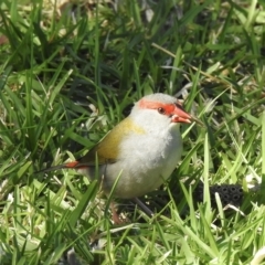 Neochmia temporalis (Red-browed Finch) at Mallacoota, VIC - 26 Apr 2023 by GlossyGal
