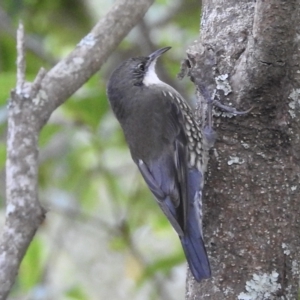 Cormobates leucophaea at Mallacoota, VIC - 27 Apr 2023 11:15 AM