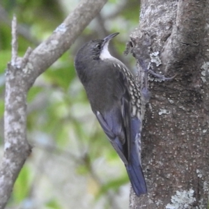 Cormobates leucophaea at Mallacoota, VIC - 27 Apr 2023