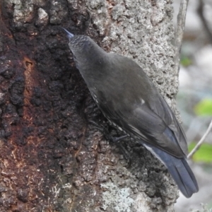 Cormobates leucophaea at Mallacoota, VIC - 27 Apr 2023 11:15 AM