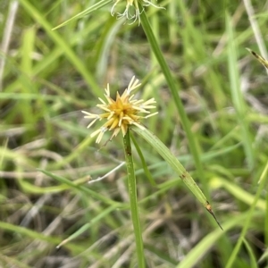 Cyperus sphaeroideus at Tennent, ACT - 27 Dec 2021 02:44 PM