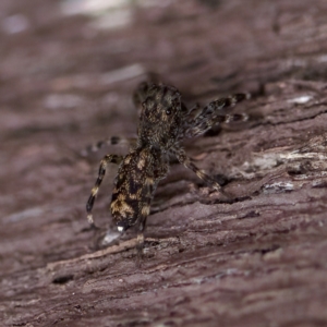 Proszynellus sp. (genus) at Florey, ACT - 16 Apr 2023