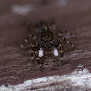 Proszynellus sp. (genus) at Florey, ACT - suppressed