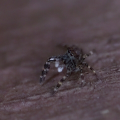 Proszynellus sp. (genus) at Florey, ACT - 16 Apr 2023