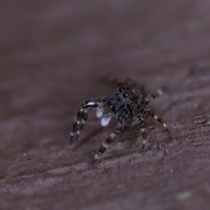 Proszynellus sp. (genus) at Florey, ACT - 16 Apr 2023