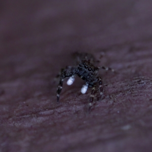 Proszynellus sp. (genus) at Florey, ACT - 16 Apr 2023