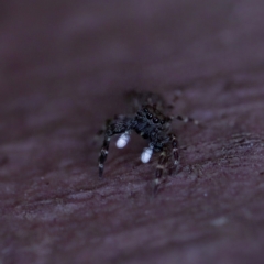 Proszynellus sp. (genus) at Florey, ACT - 16 Apr 2023