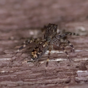 Proszynellus sp. (genus) at Florey, ACT - suppressed