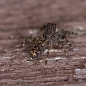 Proszynellus sp. (genus) at Florey, ACT - 16 Apr 2023