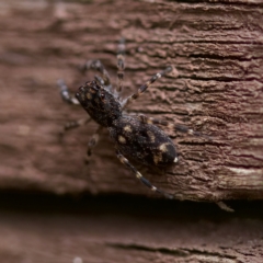 Proszynellus sp. (genus) at Florey, ACT - 16 Apr 2023 by KorinneM