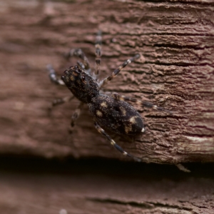 Proszynellus sp. (genus) at Florey, ACT - suppressed