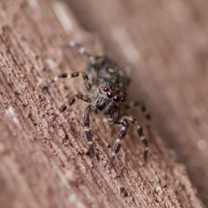 Proszynellus sp. (genus) at Florey, ACT - suppressed