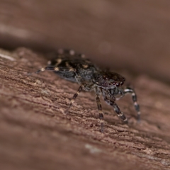 Proszynellus sp. (genus) at Florey, ACT - suppressed