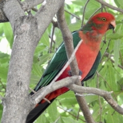 Alisterus scapularis (Australian King-Parrot) at Mallacoota, VIC - 27 Apr 2023 by GlossyGal