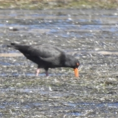Haematopus fuliginosus (Sooty Oystercatcher) at Mallacoota, VIC - 27 Apr 2023 by GlossyGal
