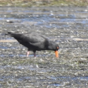 Haematopus fuliginosus at Mallacoota, VIC - suppressed