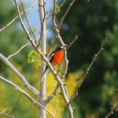 Petroica phoenicea (Flame Robin) at Molonglo Valley, ACT - 2 May 2023 by Christine