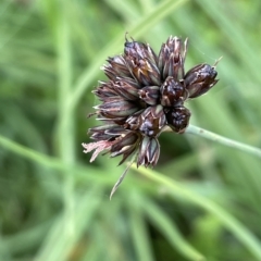 Juncus phaeanthus (Dark-flower Rush) at Gibraltar Pines - 17 Jan 2022 by JaneR